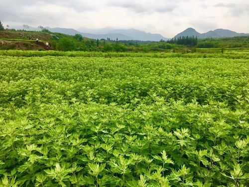 长沙哪里艾草多(长沙哪里艾草多一点)-第2张图片-厨房小当家 长沙哪里艾草多(长沙哪里艾草多一点)-第2张图片-厨房小当家