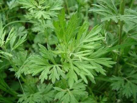 长沙哪里艾草多(长沙哪里艾草多一点)-第1张图片-厨房小当家 长沙哪里艾草多(长沙哪里艾草多一点)-第1张图片-厨房小当家