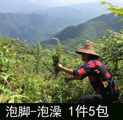 长沙哪里艾草多(长沙哪里艾草多一点)-第3张图片-厨房小当家 长沙哪里艾草多(长沙哪里艾草多一点)-第3张图片-厨房小当家