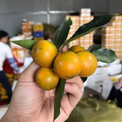 鲜金桔哪里买(新鲜桔子怎么收藏最好)-第2张图片-厨房小当家 鲜金桔哪里买(新鲜桔子怎么收藏最好)-第2张图片-厨房小当家