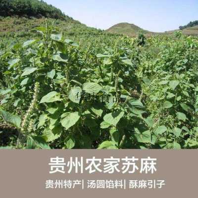 酥麻籽怎么吃,酥麻籽哪里最好吃-第1张图片-厨房小当家 酥麻籽怎么吃,酥麻籽哪里最好吃-第1张图片-厨房小当家