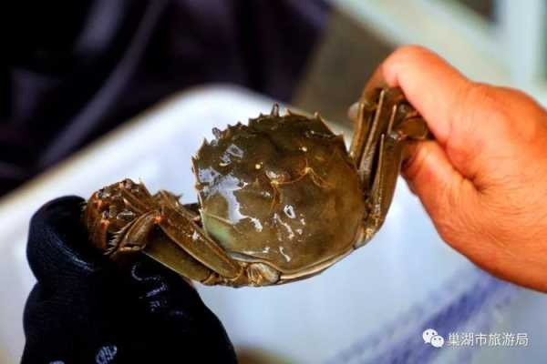 巢湖螃蟹哪里卖(巢湖螃蟹哪里卖的多)-第1张图片-厨房小当家 巢湖螃蟹哪里卖(巢湖螃蟹哪里卖的多)-第1张图片-厨房小当家