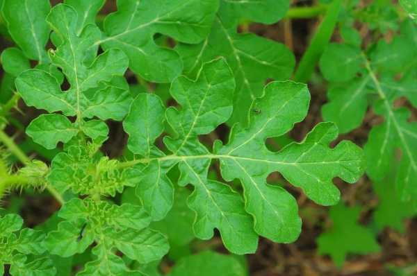 茄子花萼是哪里(茄子花萼是哪里的特产)-第2张图片-厨房小当家 茄子花萼是哪里(茄子花萼是哪里的特产)-第2张图片-厨房小当家