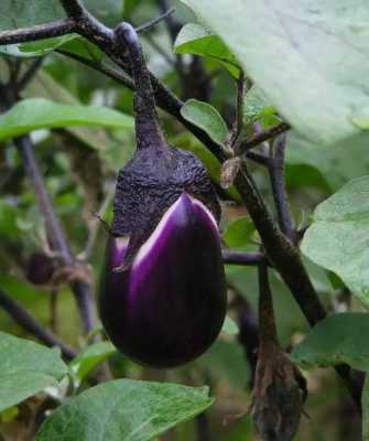 茄子花萼是哪里(茄子花萼是哪里的特产)-第3张图片-厨房小当家 茄子花萼是哪里(茄子花萼是哪里的特产)-第3张图片-厨房小当家