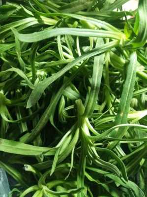 面条菜和羊蹄子颗一样吗,哪里长面条菜好吃-第2张图片-厨房小当家 面条菜和羊蹄子颗一样吗,哪里长面条菜好吃-第2张图片-厨房小当家